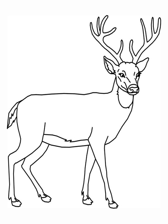 Dibujo para colorear: Hueva (Animales) #2575 - Dibujos para Colorear e Imprimir Gratis