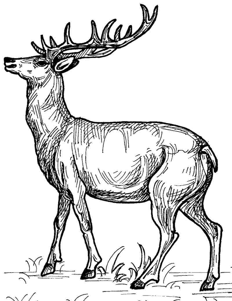 Dibujo para colorear: Hueva (Animales) #2599 - Dibujos para Colorear e Imprimir Gratis