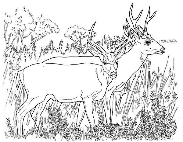 Dibujo para colorear: Hueva (Animales) #2623 - Dibujos para Colorear e Imprimir Gratis