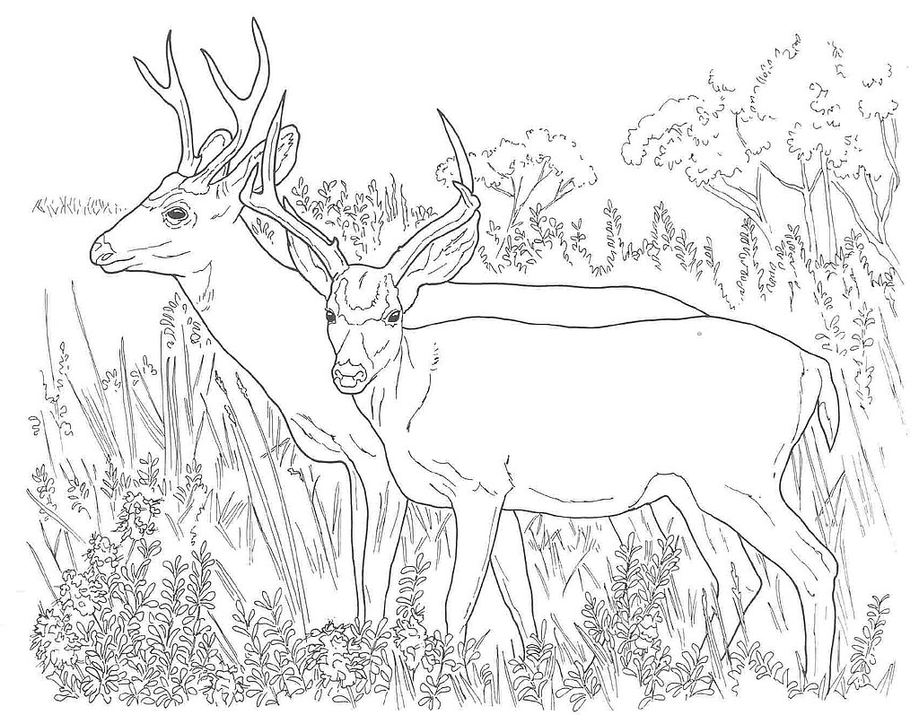 Dibujo para colorear: Hueva (Animales) #2632 - Dibujos para Colorear e Imprimir Gratis