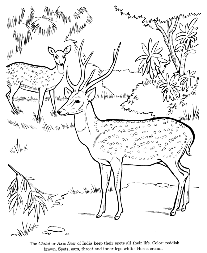 Dibujo para colorear: Hueva (Animales) #2663 - Dibujos para Colorear e Imprimir Gratis