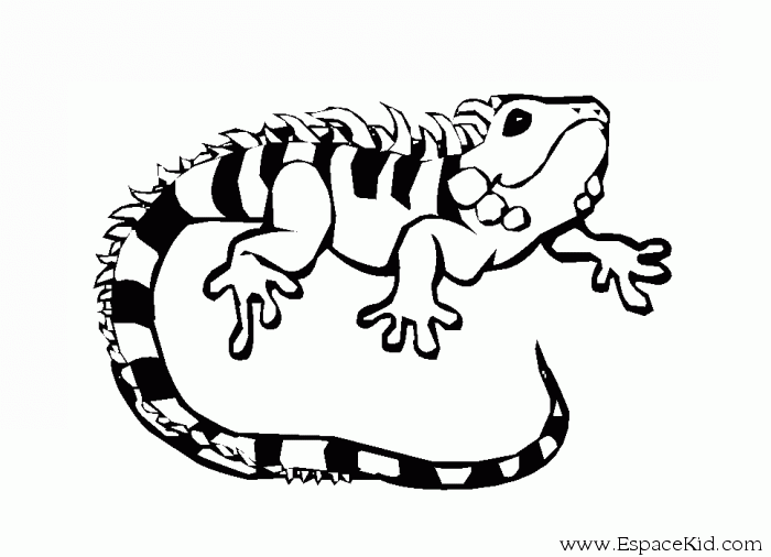 Dibujo para colorear: Iguana (Animales) #8918 - Dibujos para Colorear e Imprimir Gratis