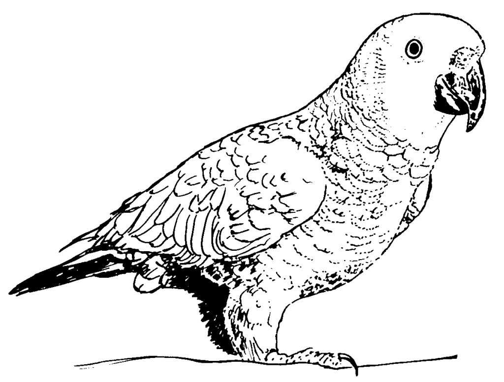 Dibujo para colorear: Ioro (Animales) #16251 - Dibujos para Colorear e Imprimir Gratis