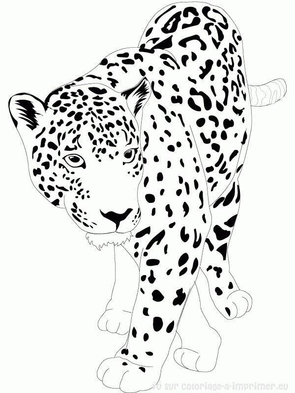 Dibujo para colorear: Jaguar (Animales) #9002 - Dibujos para Colorear e Imprimir Gratis