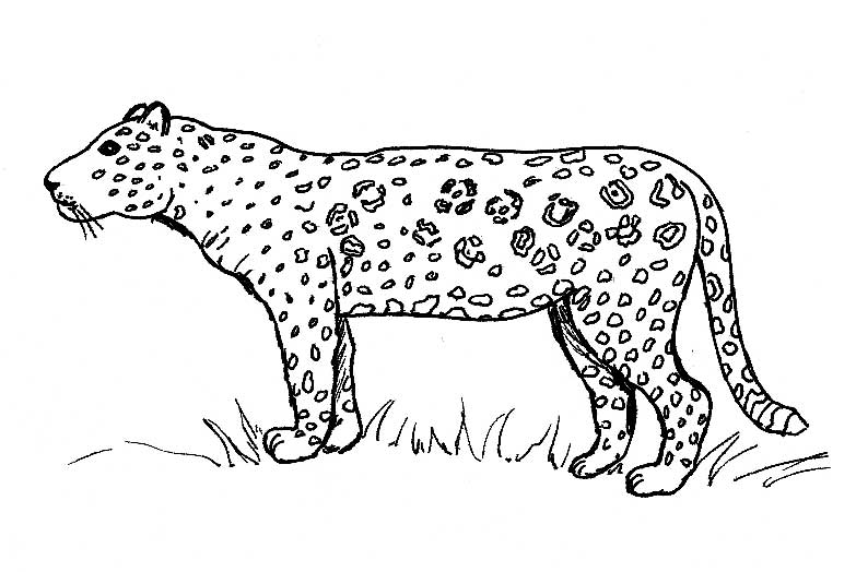 Dibujo para colorear: Jaguar (Animales) #9010 - Dibujos para Colorear e Imprimir Gratis