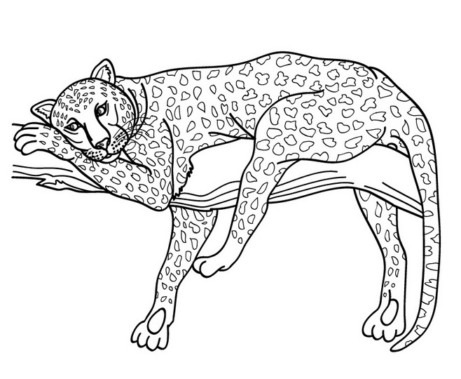 Dibujo para colorear: Jaguar (Animales) #9023 - Dibujos para Colorear e Imprimir Gratis