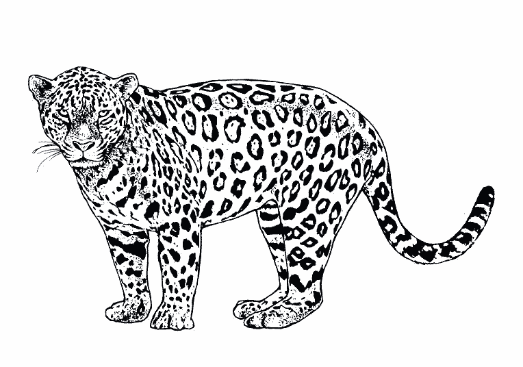 Dibujo para colorear: Jaguar (Animales) #9025 - Dibujos para Colorear e Imprimir Gratis