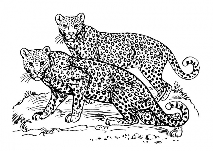Dibujo para colorear: Jaguar (Animales) #9031 - Dibujos para Colorear e Imprimir Gratis