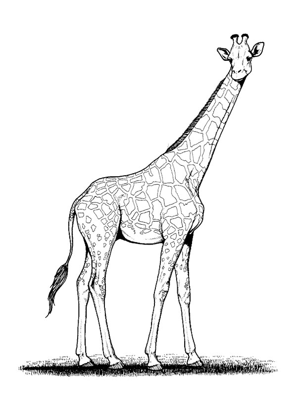 Dibujo para colorear: Jirafa (Animales) #7229 - Dibujos para Colorear e Imprimir Gratis