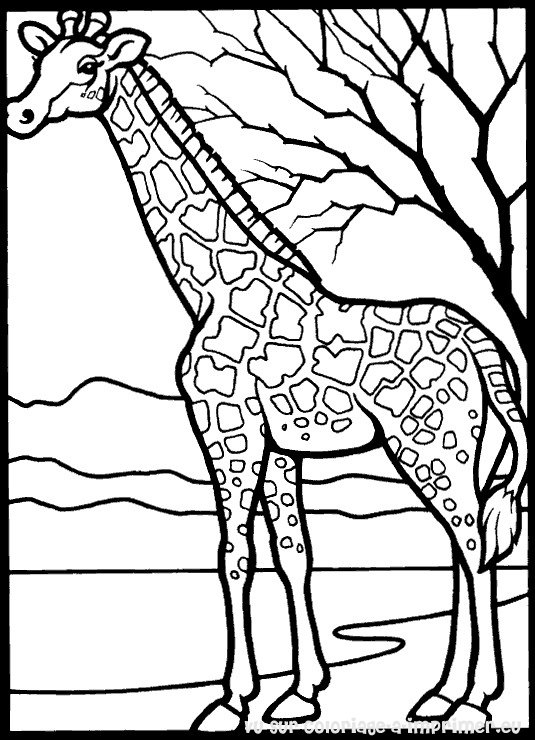 Dibujo para colorear: Jirafa (Animales) #7231 - Dibujos para Colorear e Imprimir Gratis