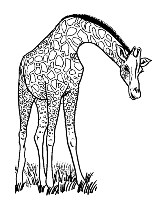 Dibujo para colorear: Jirafa (Animales) #7234 - Dibujos para Colorear e Imprimir Gratis