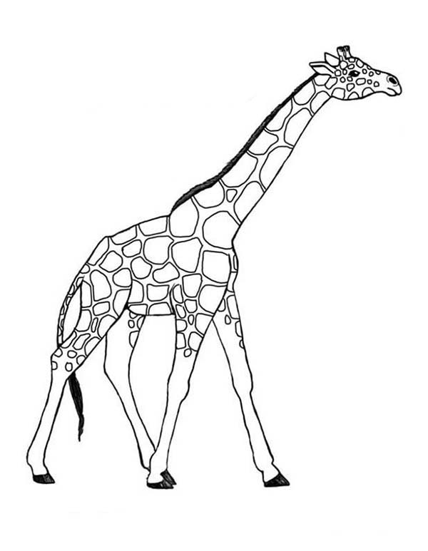 Dibujo para colorear: Jirafa (Animales) #7260 - Dibujos para Colorear e Imprimir Gratis