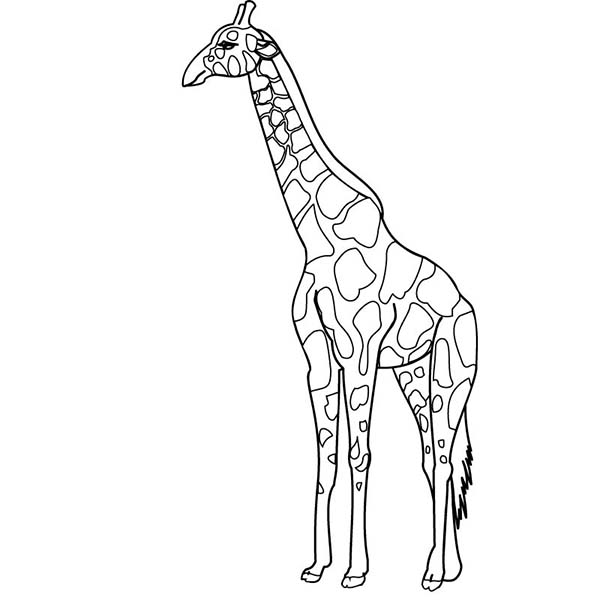 Dibujo para colorear: Jirafa (Animales) #7362 - Dibujos para Colorear e Imprimir Gratis