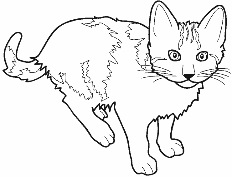 Dibujo para colorear: Kitten (Animales) #18033 - Dibujos para Colorear e Imprimir Gratis