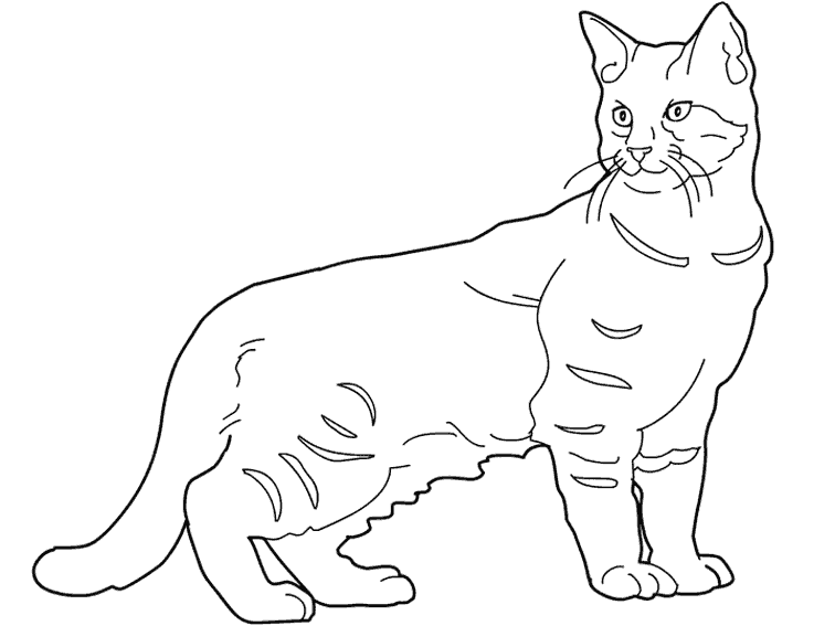 Dibujo para colorear: Kitten (Animales) #18108 - Dibujos para Colorear e Imprimir Gratis