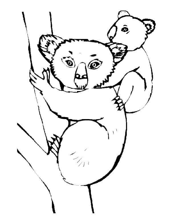 Dibujo para colorear: Koala (Animales) #9324 - Dibujos para Colorear e Imprimir Gratis