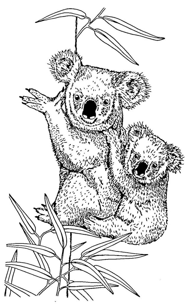 Dibujo para colorear: Koala (Animales) #9327 - Dibujos para Colorear e Imprimir Gratis