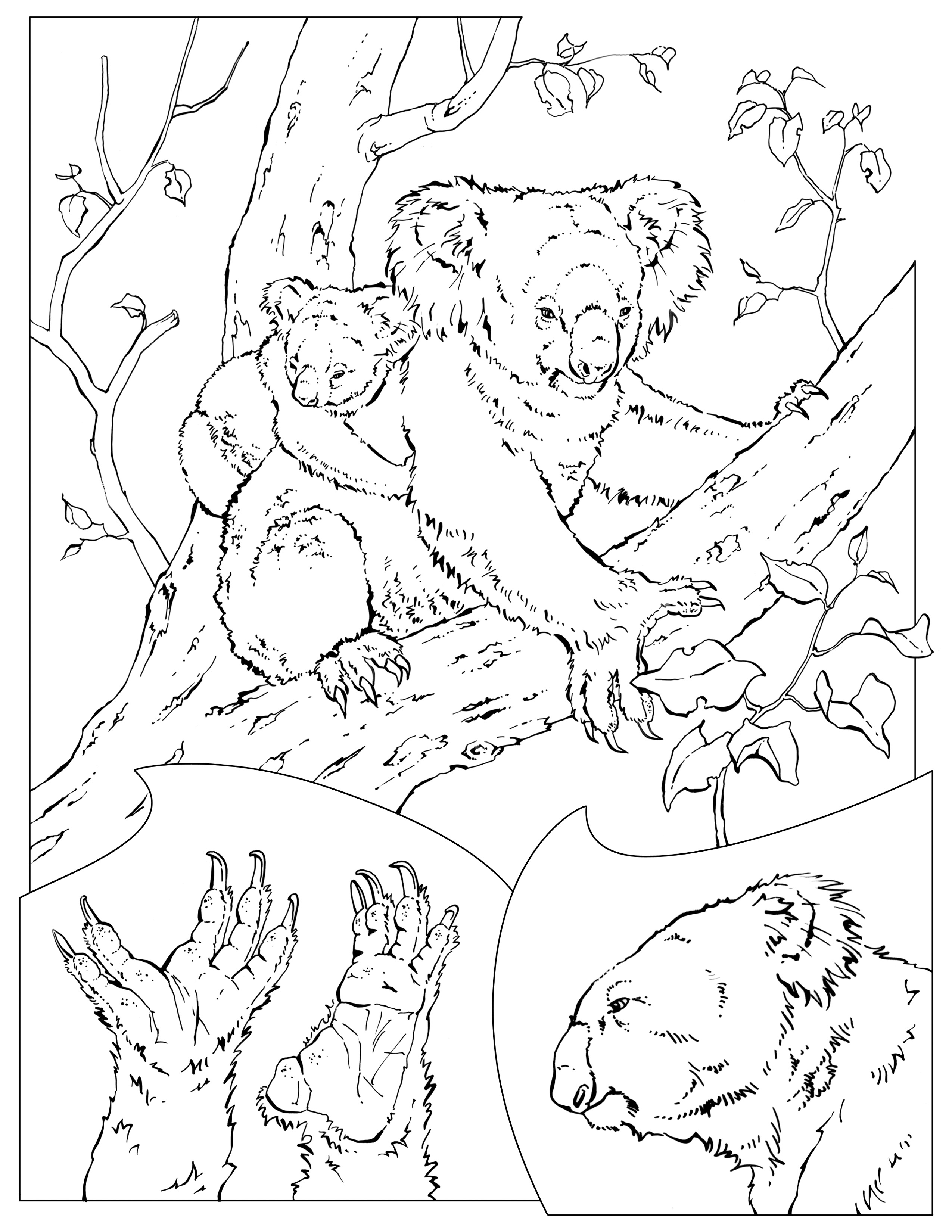 Dibujo para colorear: Koala (Animales) #9339 - Dibujos para Colorear e Imprimir Gratis