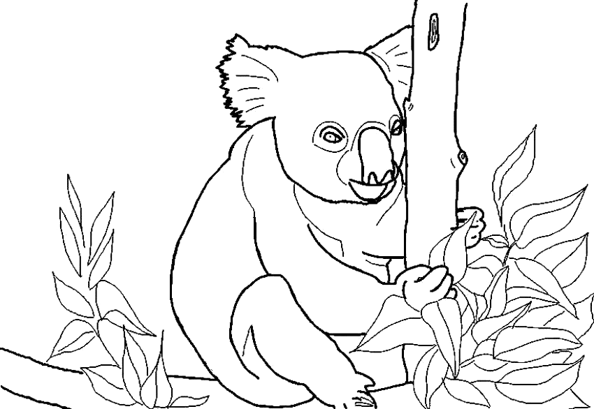 Dibujo para colorear: Koala (Animales) #9383 - Dibujos para Colorear e Imprimir Gratis