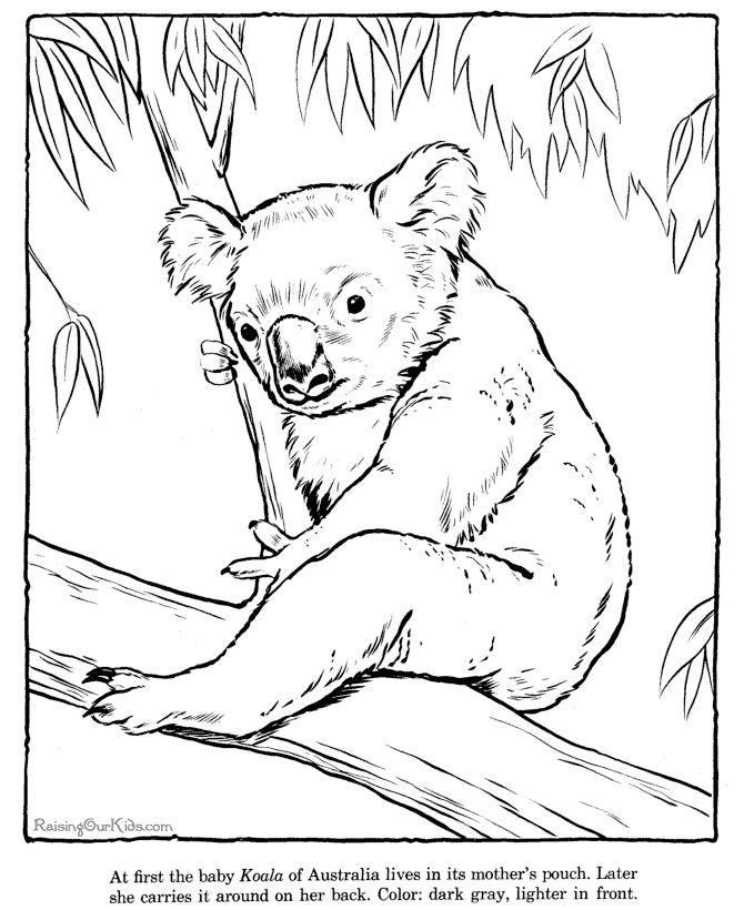 Dibujo para colorear: Koala (Animales) #9388 - Dibujos para Colorear e Imprimir Gratis
