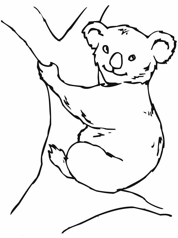 Dibujo para colorear: Koala (Animales) #9399 - Dibujos para Colorear e Imprimir Gratis