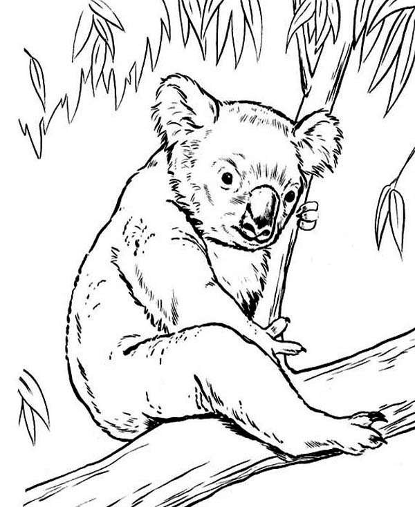 Dibujo para colorear: Koala (Animales) #9405 - Dibujos para Colorear e Imprimir Gratis