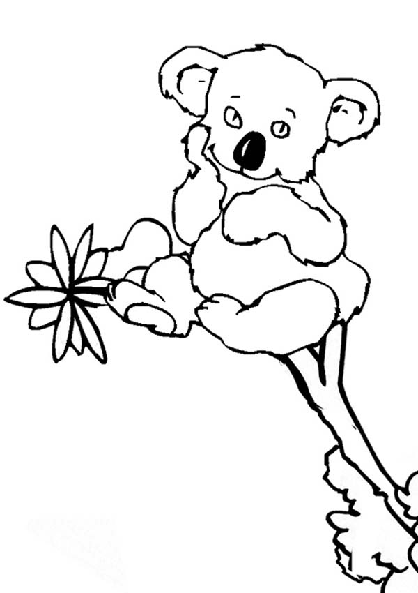 Dibujo para colorear: Koala (Animales) #9431 - Dibujos para Colorear e Imprimir Gratis