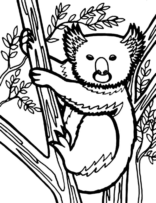 Dibujo para colorear: Koala (Animales) #9467 - Dibujos para Colorear e Imprimir Gratis