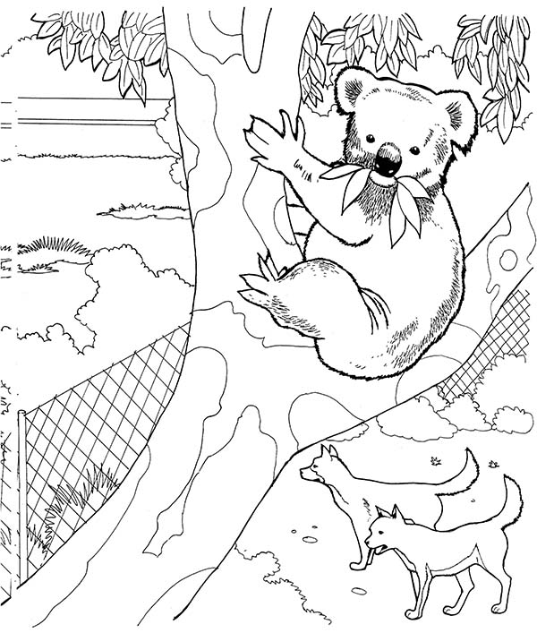 Dibujo para colorear: Koala (Animales) #9470 - Dibujos para Colorear e Imprimir Gratis