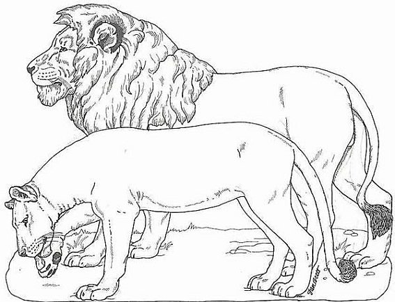 Dibujo para colorear: León (Animales) #10241 - Dibujos para Colorear e Imprimir Gratis