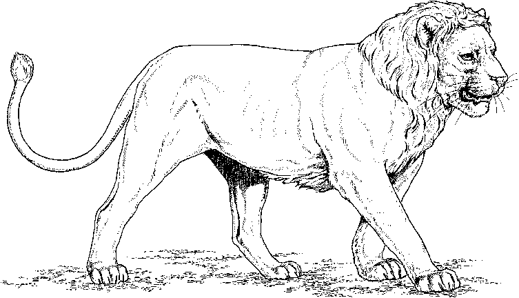 Dibujo para colorear: León (Animales) #10256 - Dibujos para Colorear e Imprimir Gratis