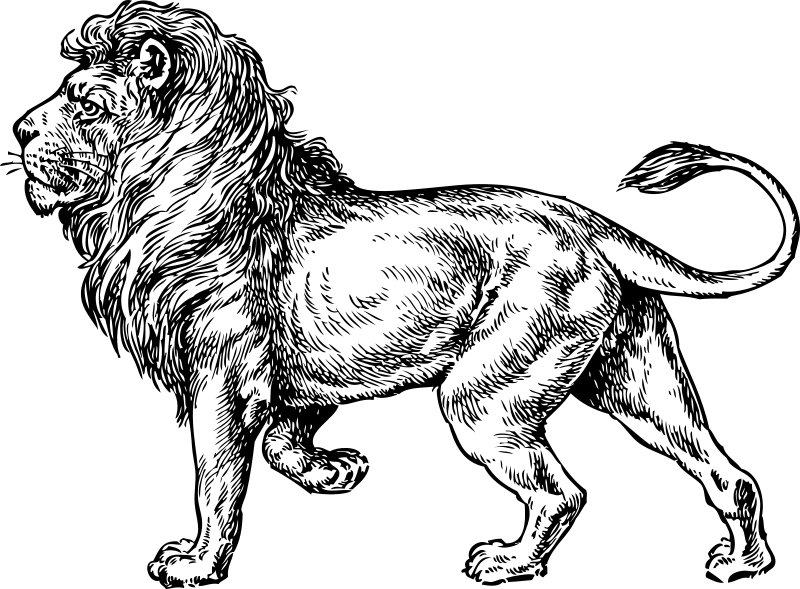 Dibujo para colorear: León (Animales) #10318 - Dibujos para Colorear e Imprimir Gratis