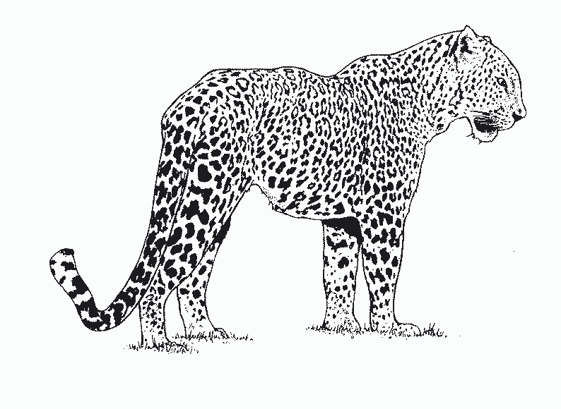 Dibujo para colorear: Leopardo (Animales) #9704 - Dibujos para Colorear e Imprimir Gratis