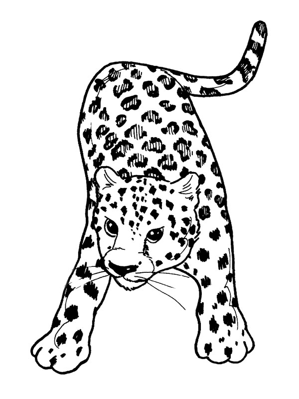 Dibujo para colorear: Leopardo (Animales) #9707 - Dibujos para Colorear e Imprimir Gratis
