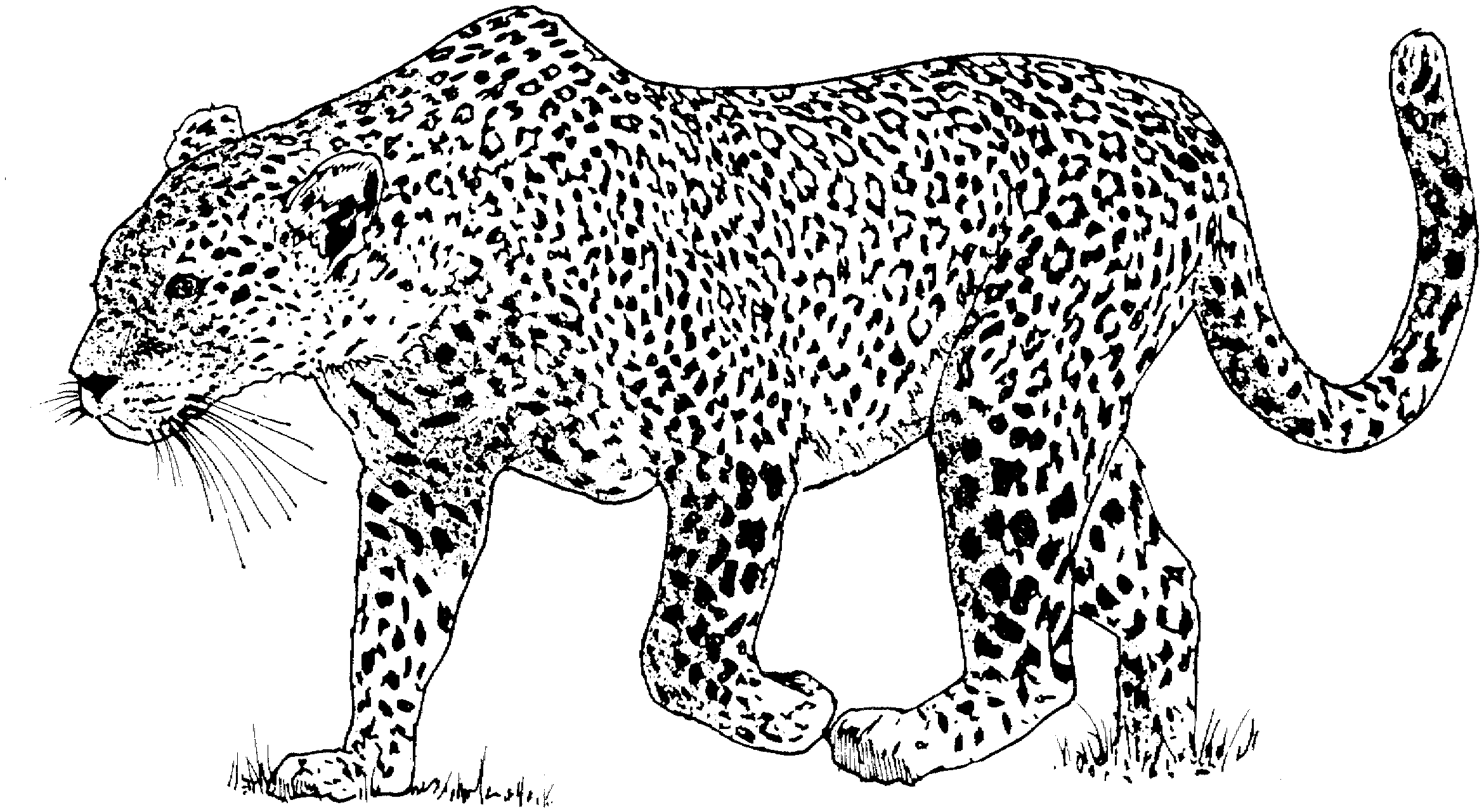 Dibujo para colorear: Leopardo (Animales) #9711 - Dibujos para Colorear e Imprimir Gratis