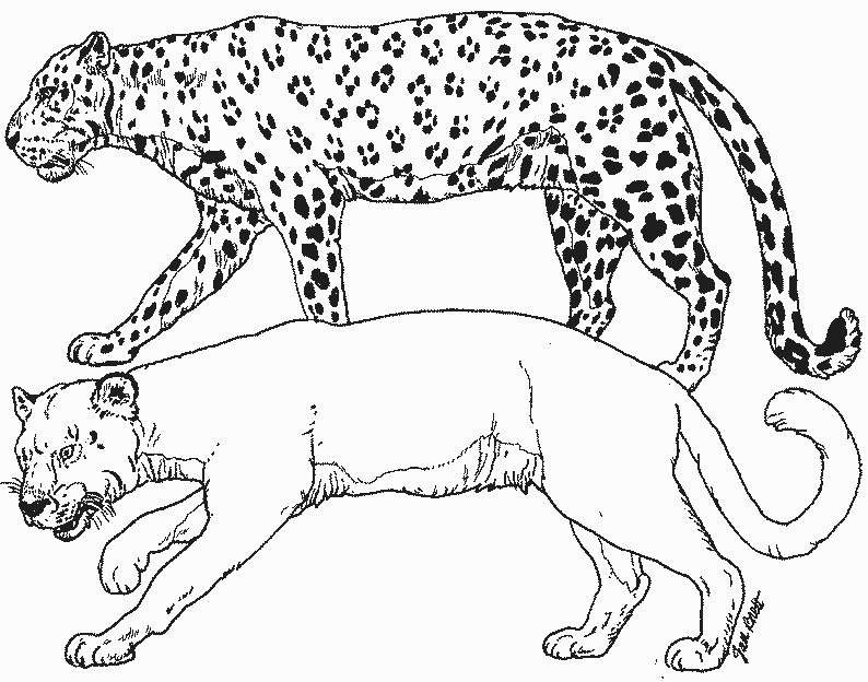 Dibujo para colorear: Leopardo (Animales) #9729 - Dibujos para Colorear e Imprimir Gratis