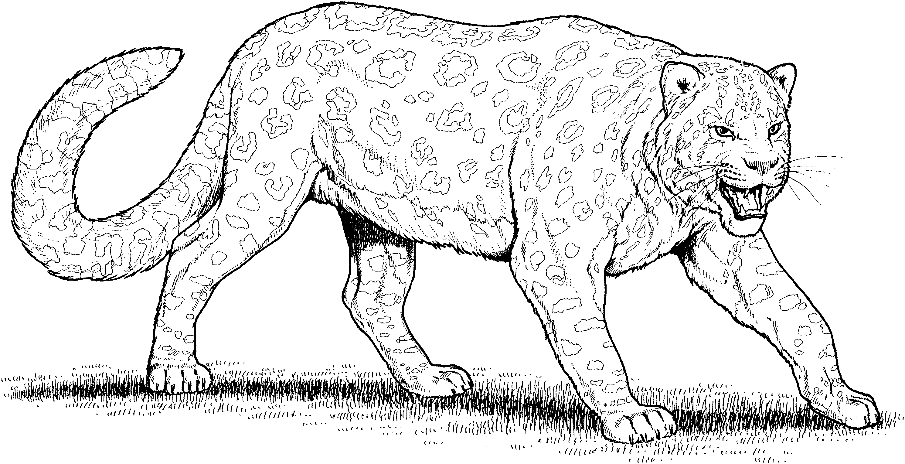 Dibujo para colorear: Leopardo (Animales) #9730 - Dibujos para Colorear e Imprimir Gratis