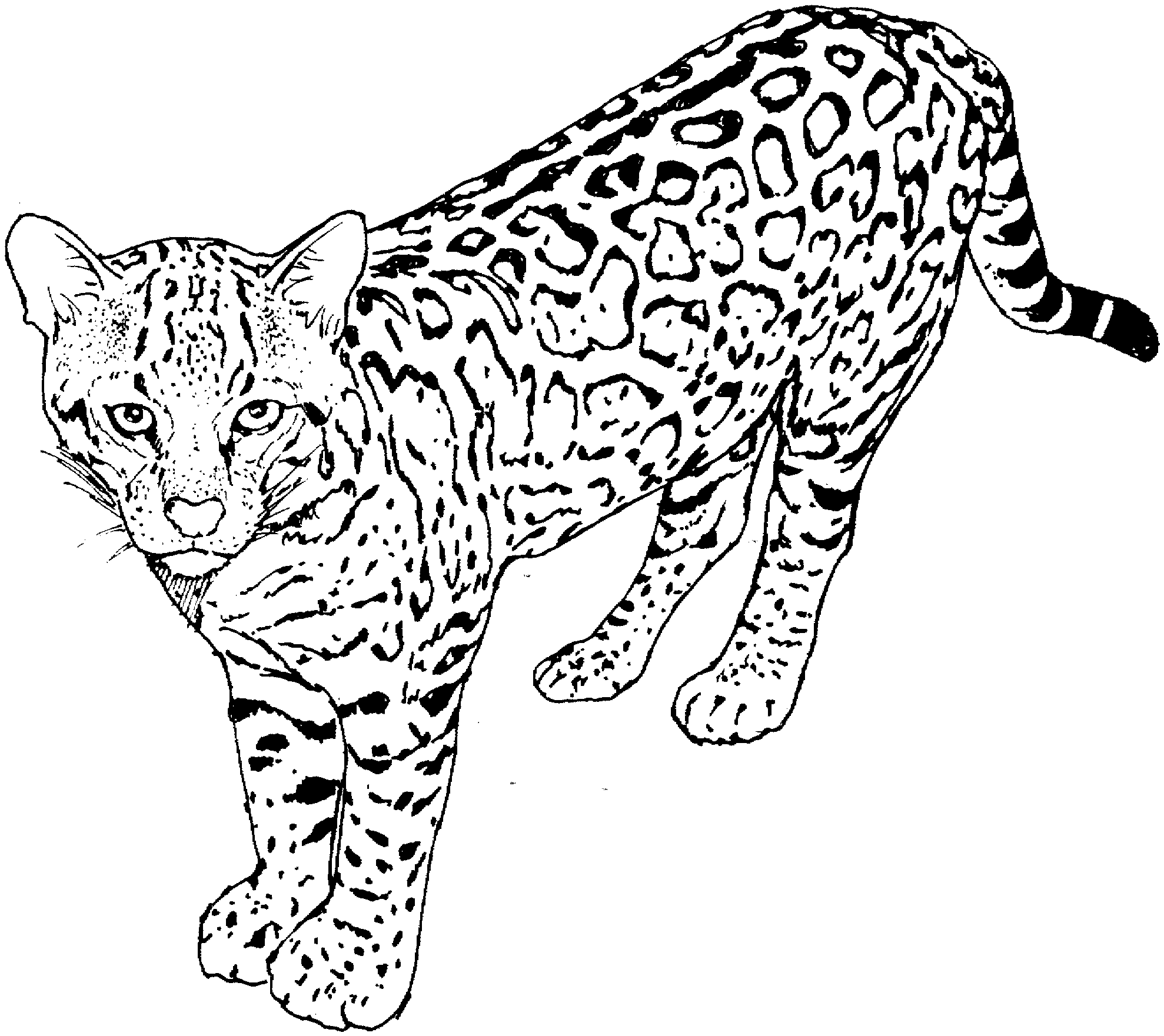 Dibujo para colorear: Leopardo (Animales) #9732 - Dibujos para Colorear e Imprimir Gratis
