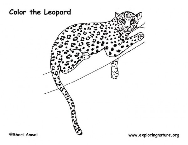 Dibujo para colorear: Leopardo (Animales) #9753 - Dibujos para Colorear e Imprimir Gratis