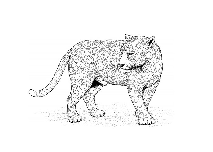 Dibujo para colorear: Leopardo (Animales) #9758 - Dibujos para Colorear e Imprimir Gratis