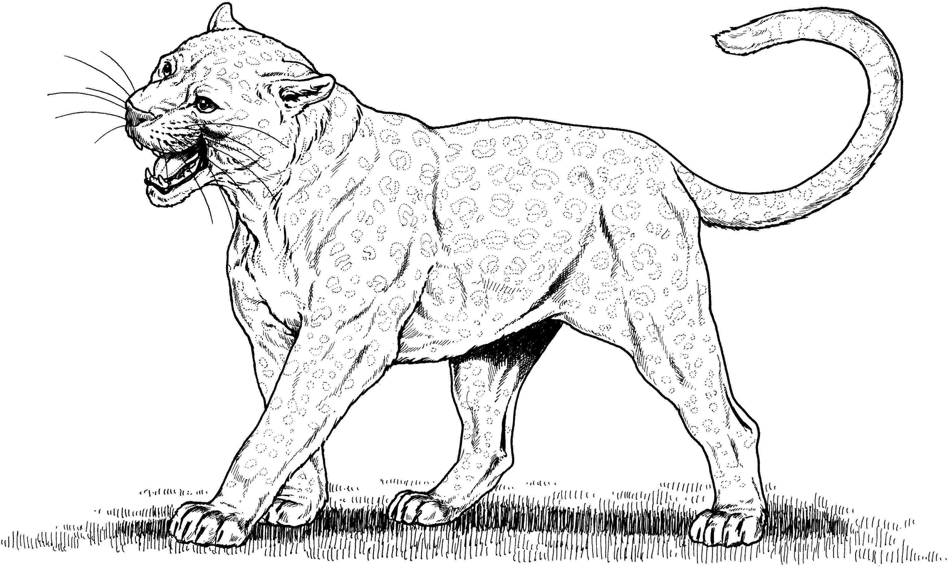 Dibujo para colorear: Leopardo (Animales) #9765 - Dibujos para Colorear e Imprimir Gratis