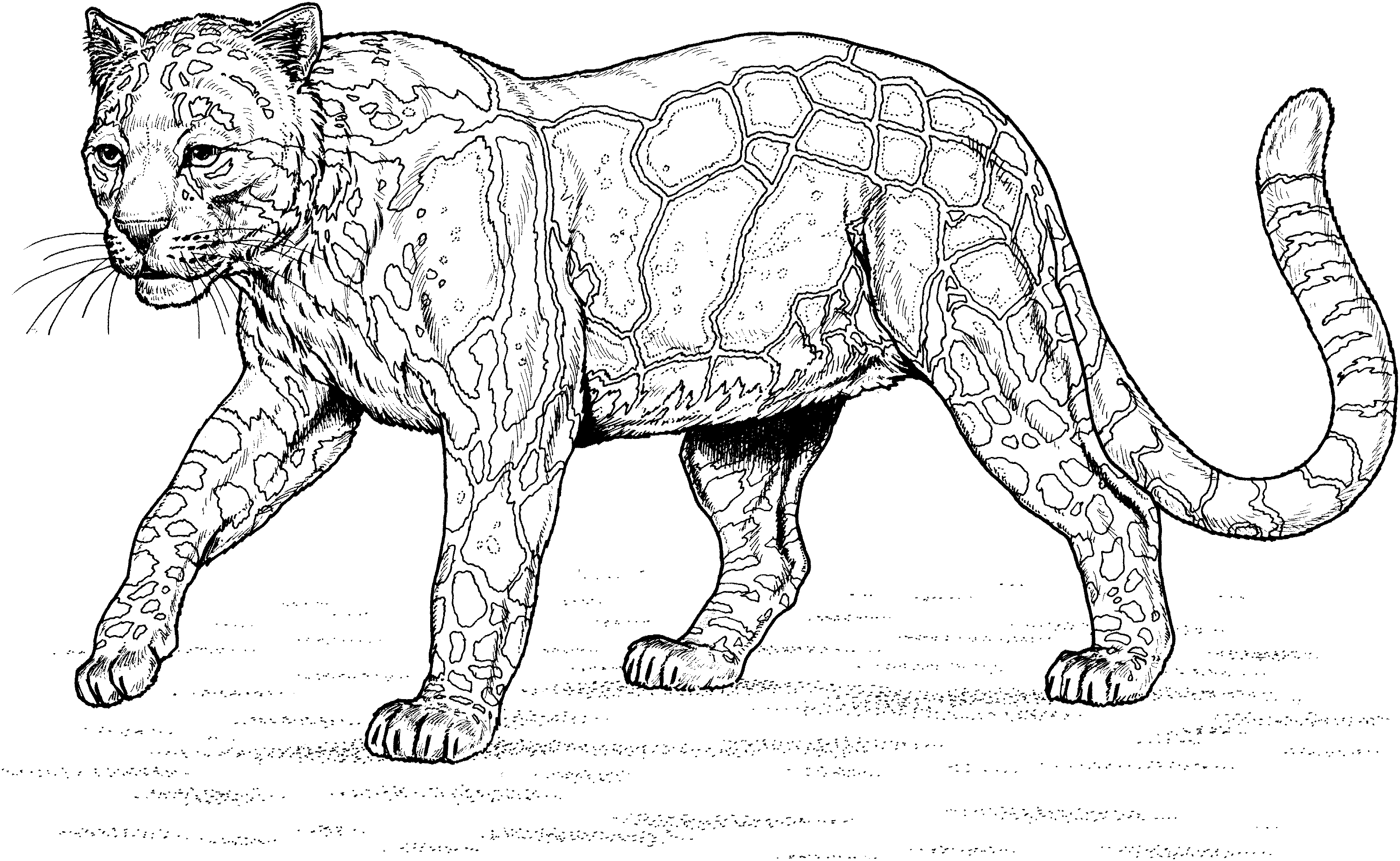 Dibujo para colorear: Leopardo (Animales) #9780 - Dibujos para Colorear e Imprimir Gratis
