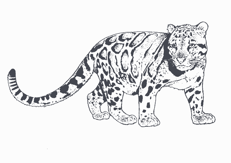 Dibujo para colorear: Leopardo (Animales) #9787 - Dibujos para Colorear e Imprimir Gratis