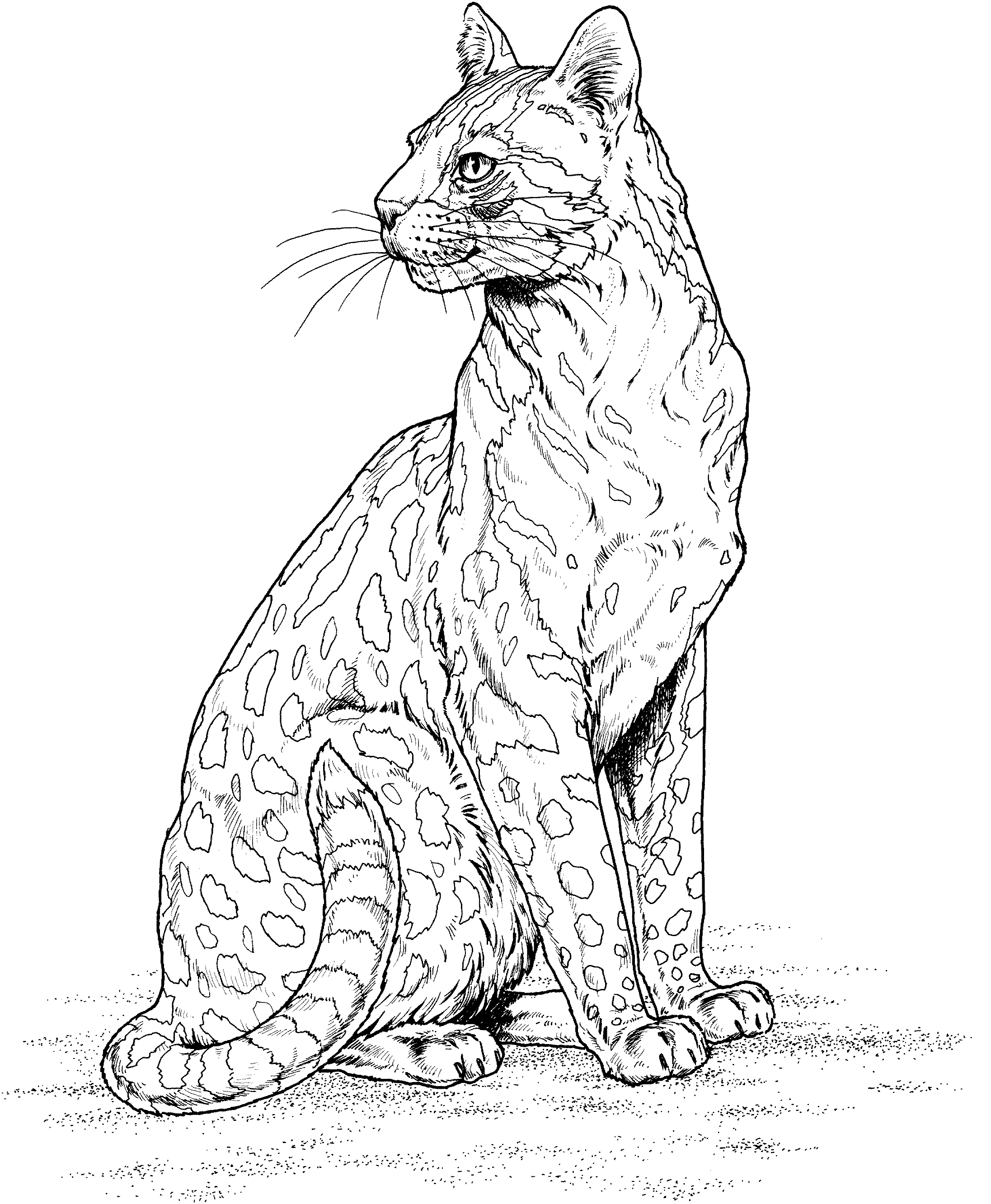 Dibujo para colorear: Leopardo (Animales) #9806 - Dibujos para Colorear e Imprimir Gratis