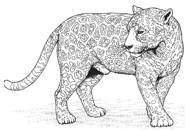 Dibujo para colorear: Leopardo (Animales) #9817 - Dibujos para Colorear e Imprimir Gratis