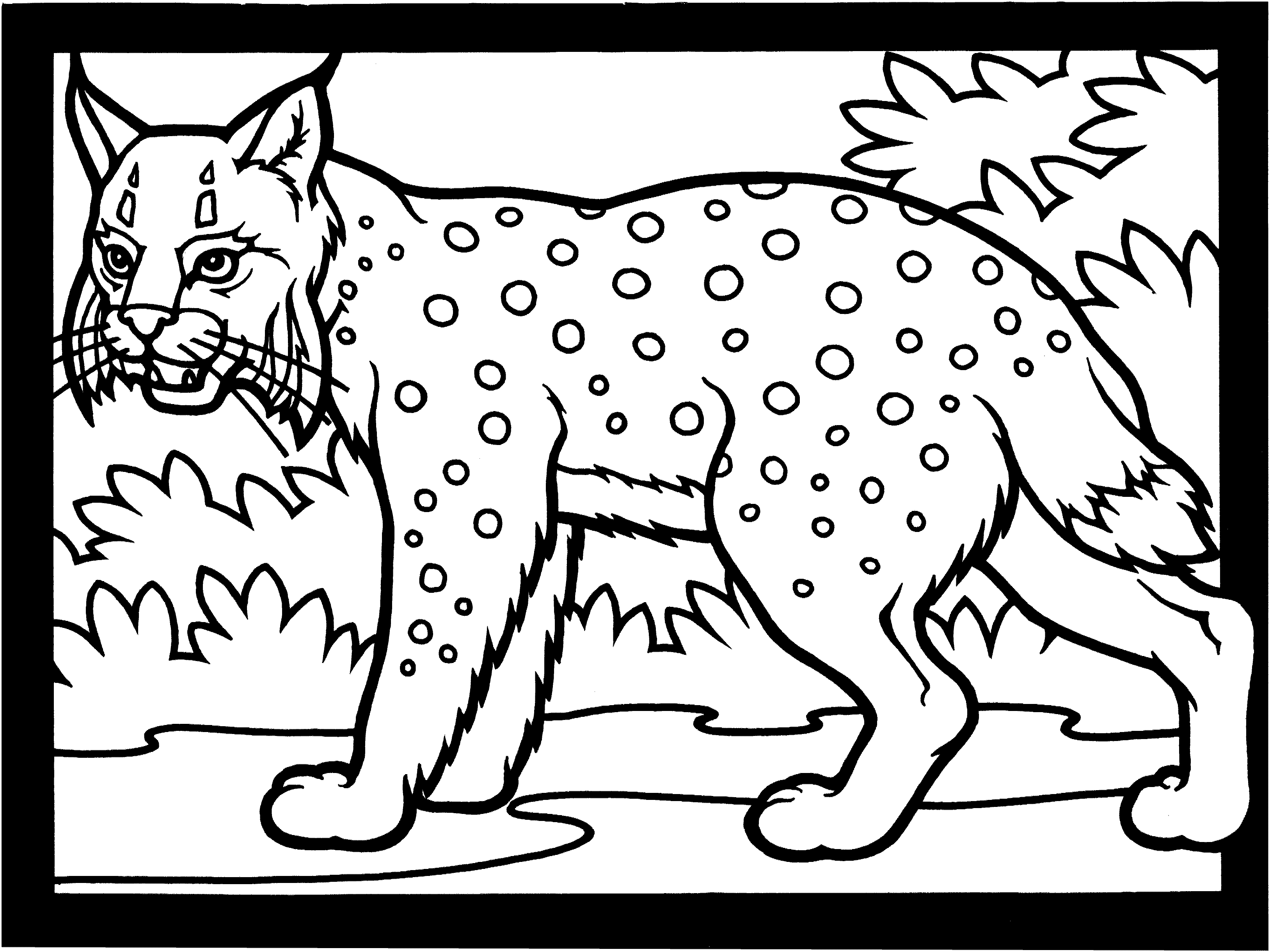Dibujo para colorear: Lince (Animales) #10810 - Dibujos para Colorear e Imprimir Gratis