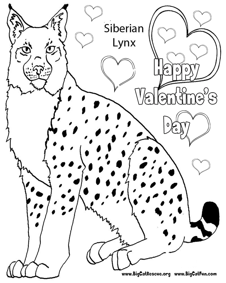 Dibujo para colorear: Lince (Animales) #10843 - Dibujos para Colorear e Imprimir Gratis