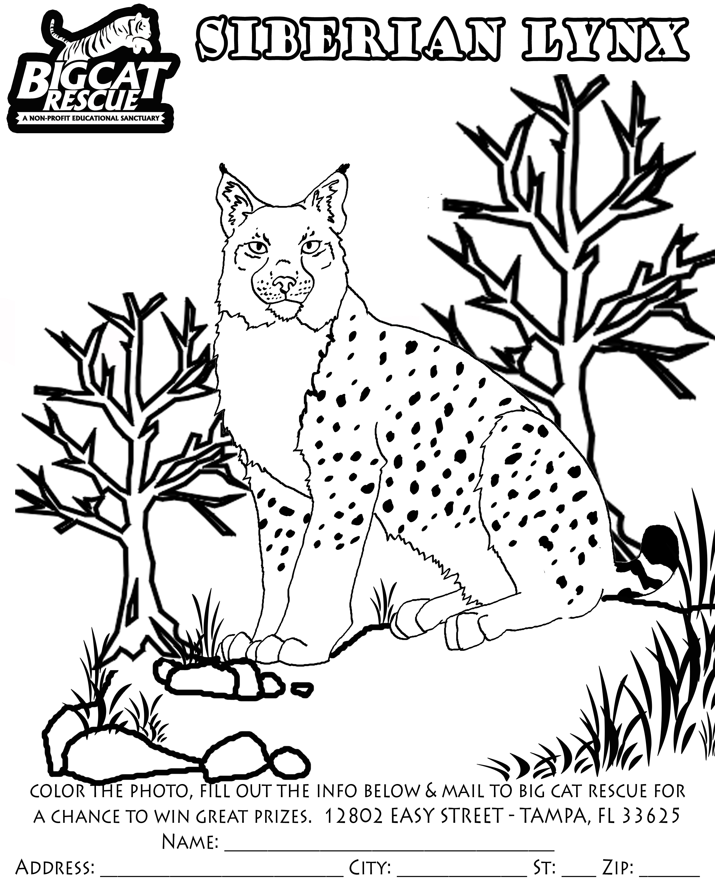 Dibujo para colorear: Lince (Animales) #10848 - Dibujos para Colorear e Imprimir Gratis