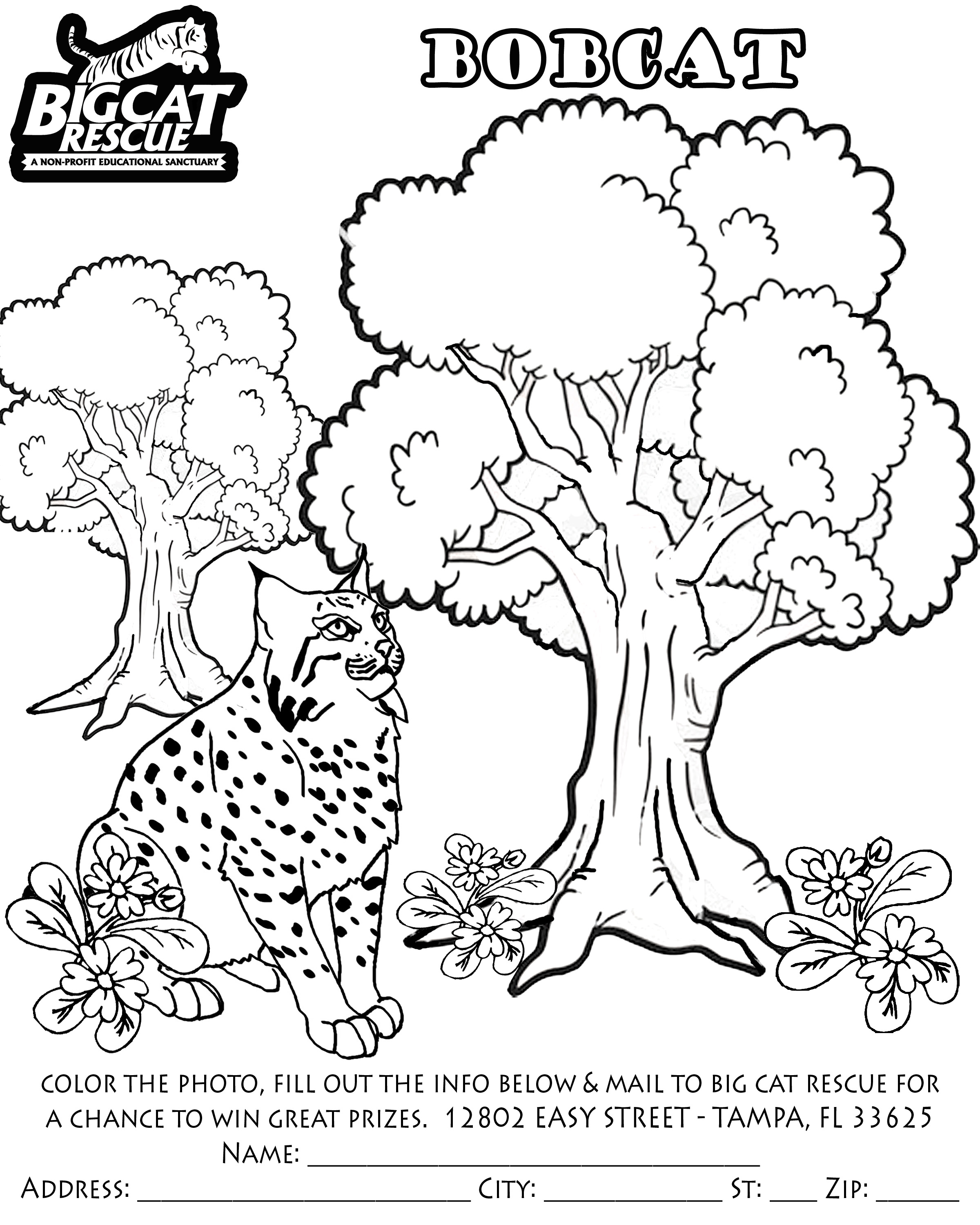 Dibujo para colorear: Lince (Animales) #10861 - Dibujos para Colorear e Imprimir Gratis