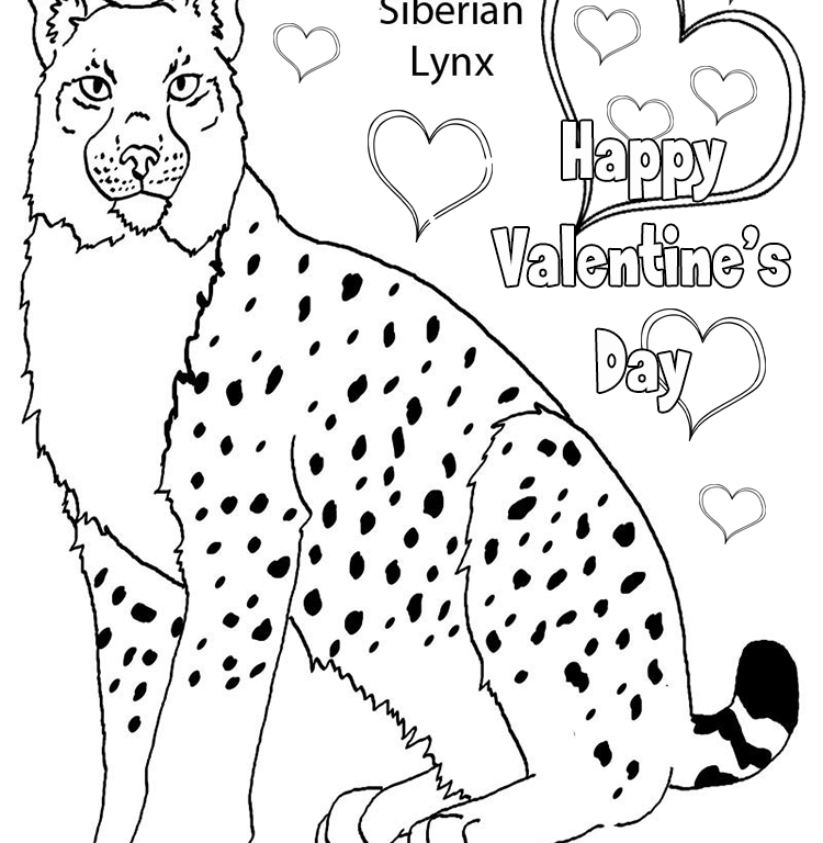Dibujo para colorear: Lince (Animales) #10876 - Dibujos para Colorear e Imprimir Gratis